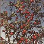 Haistings Castle Rosehips